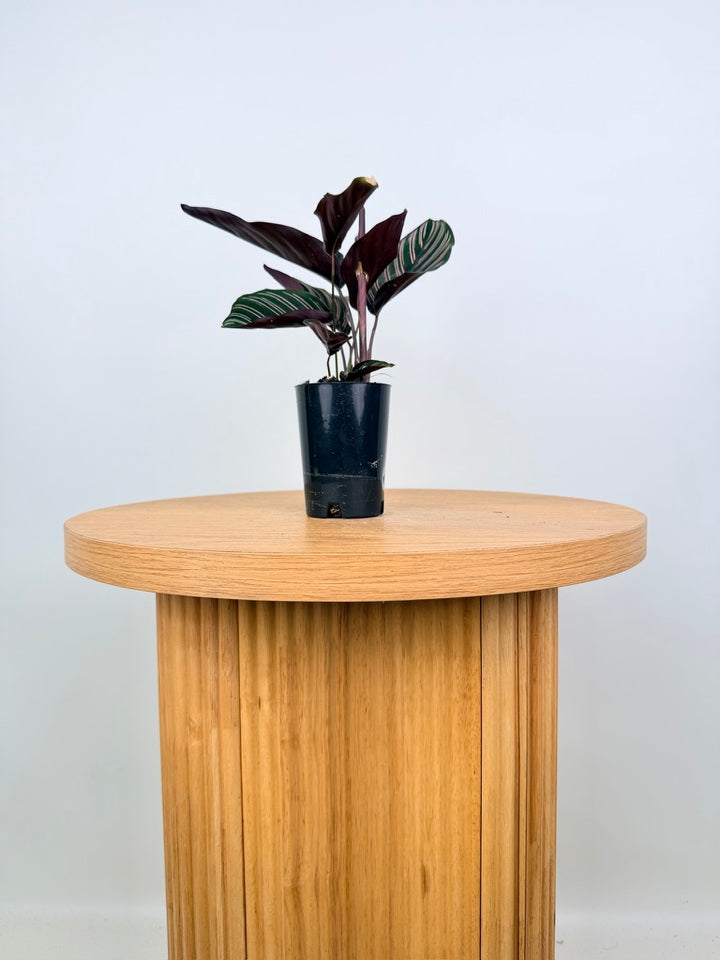 Goeppertia [Calathea] Ornata - Sanderiana