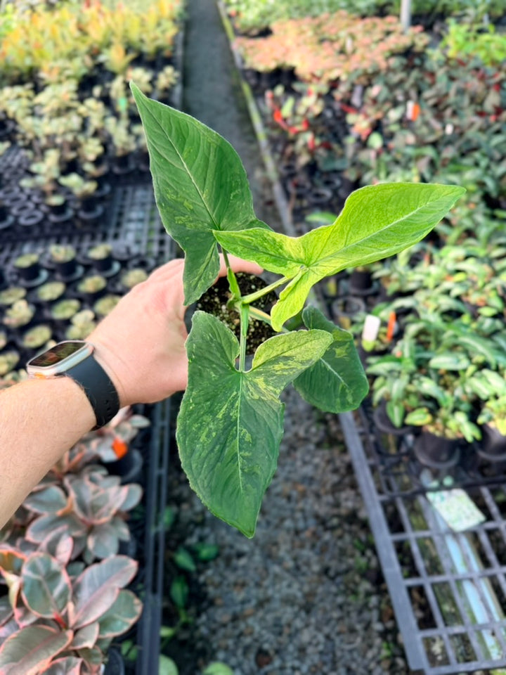 Handpicked #42 - Syngonium Wendlandii - Scrambled Eggs