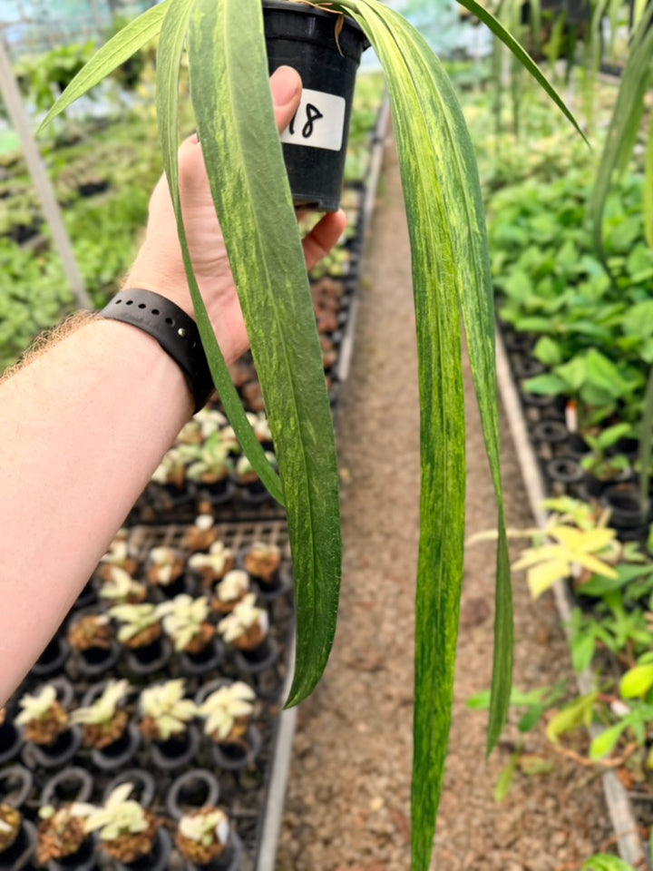 Handpicked #18 - Anthurium Vittariifolium Variegata