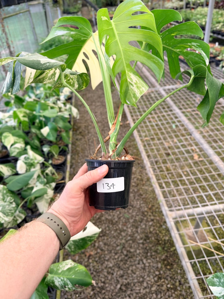 Handpicked #134 - Monstera Deliciosa Borsigiana Variegated Albo