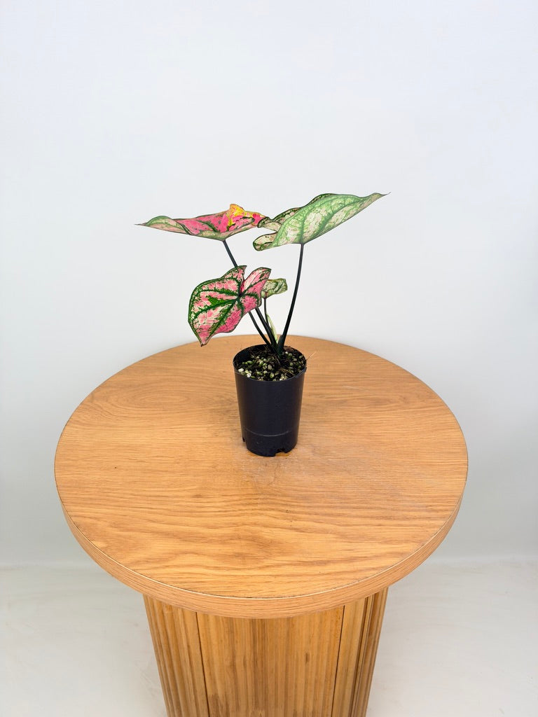 Caladium Bicolor - Purple Light