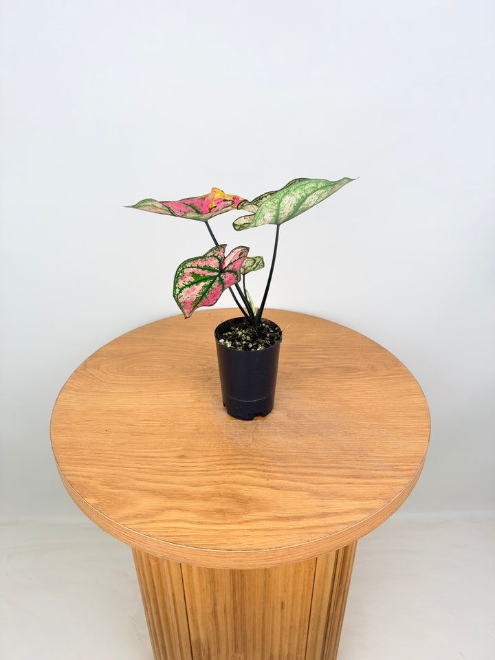 Caladium Bicolor - Purple Light