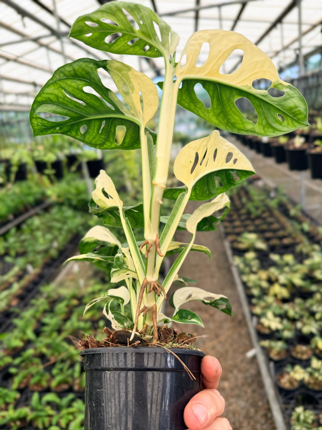 Handpicked #122 - Monstera Adansonii - Monkey Mask - Variegated Albo - Double Planted