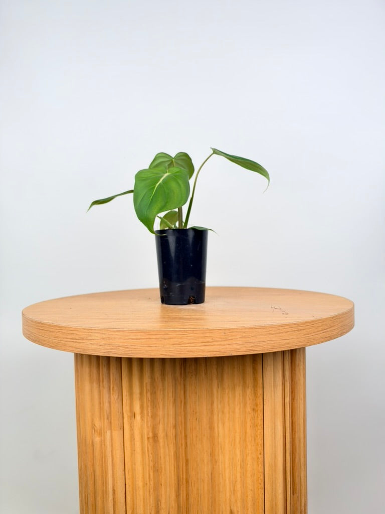 Philodendron Gloriosum X Pastazanum - Dean McDowell