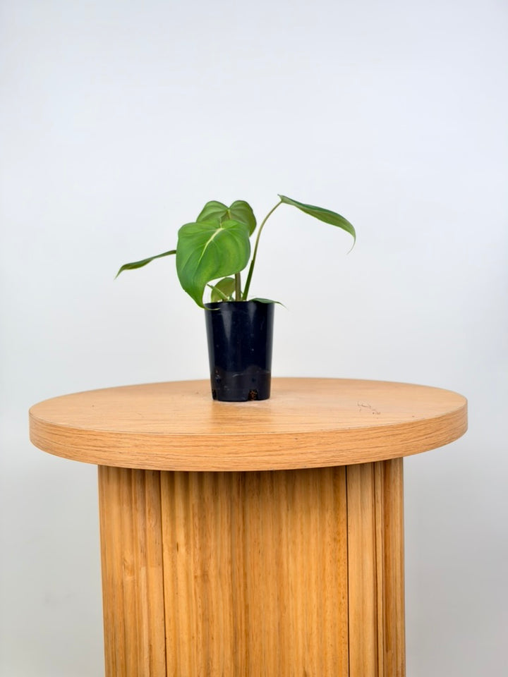 Philodendron Gloriosum X Pastazanum - Dean McDowell