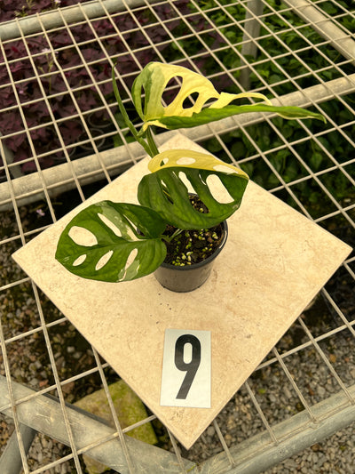 Monstera Adansonii Variegated Albo