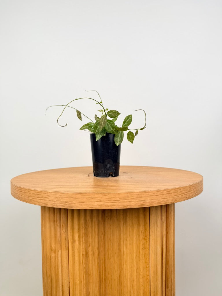 Dischidia Ovata - Large Leaf Form