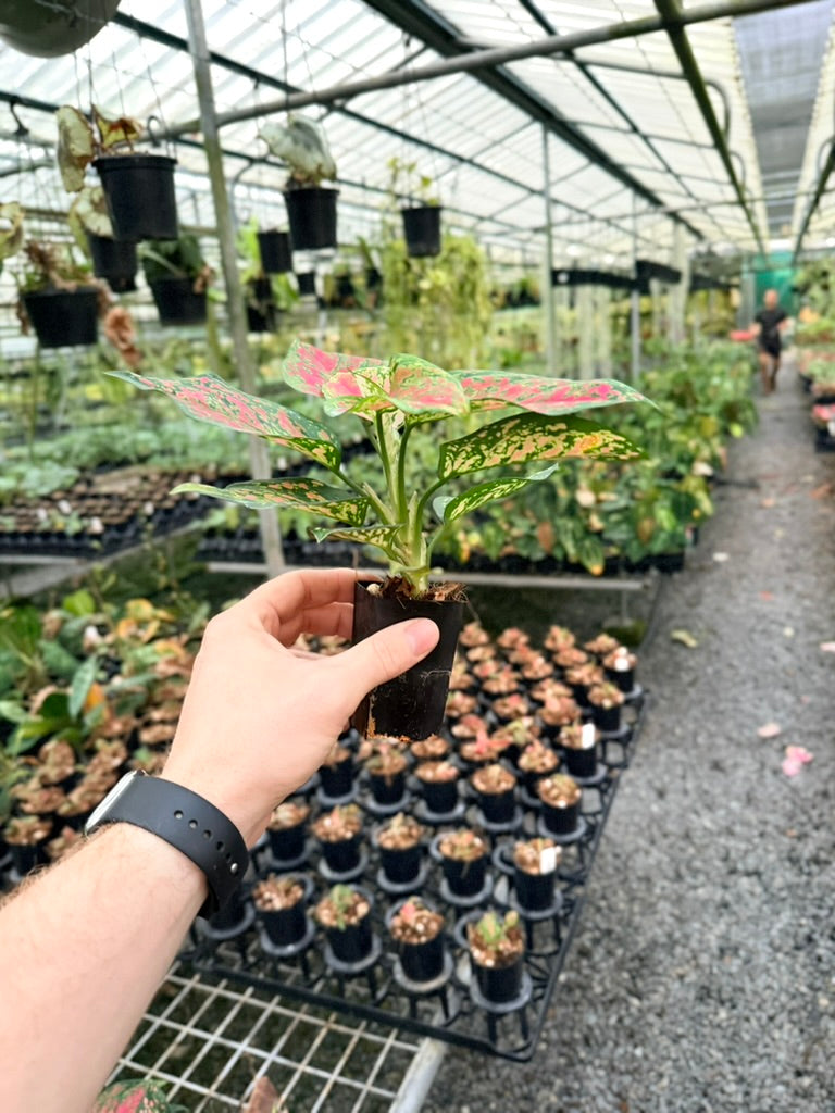 Aglaonema Commutatum - Anyamanee - MINI