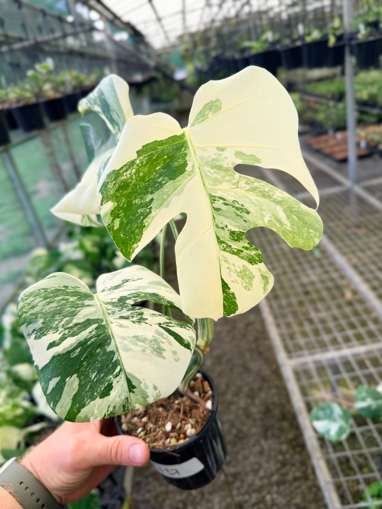Handpicked #137 - Monstera Deliciosa Borsigiana Variegated Albo