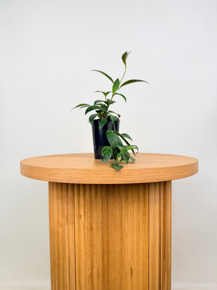 Aeschynanthus Longicaulis - Black Pagoda - Lipstick Plant