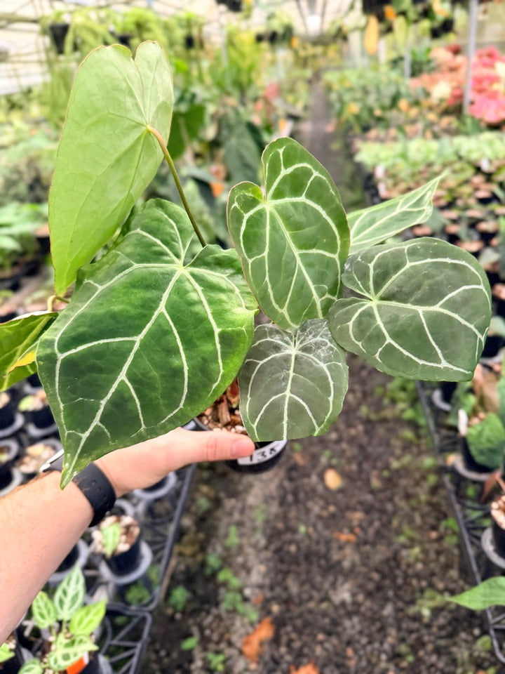Handpicked #138 - Anthurium Crystallinum - Multi Headed
