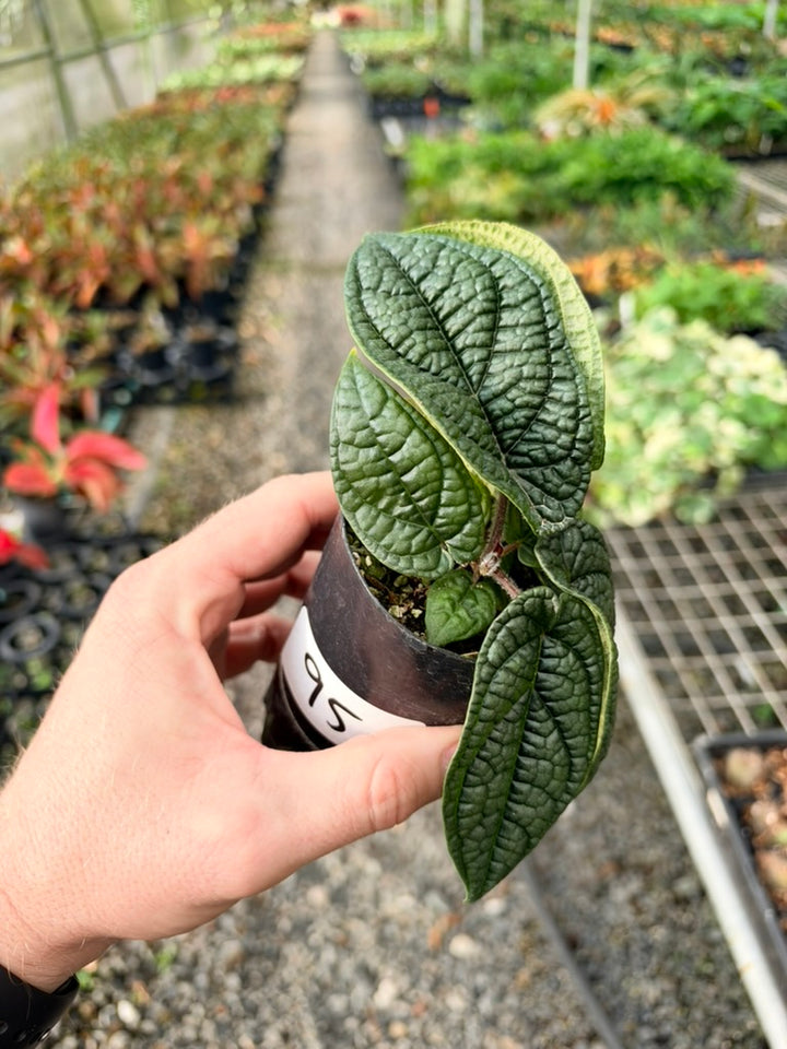 Handpicked #95 - Piper Parmatum