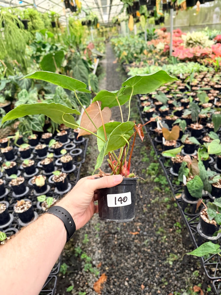 Handpicked #140 - Anthurium Crystallinum - Multi Headed