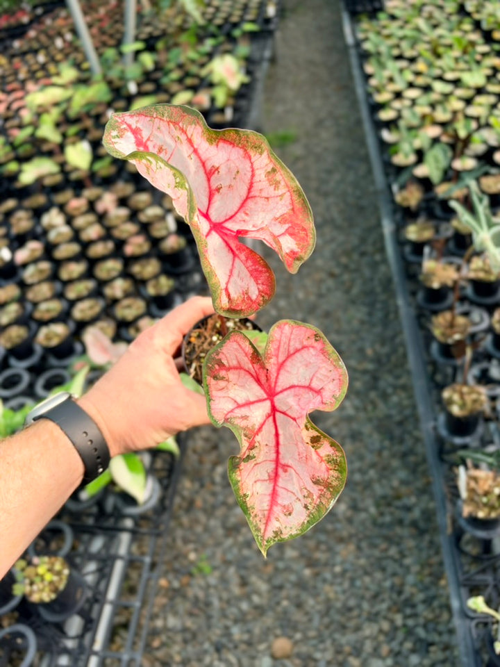 Handpicked #78 - Caladium Bicolor - Apple Blossom