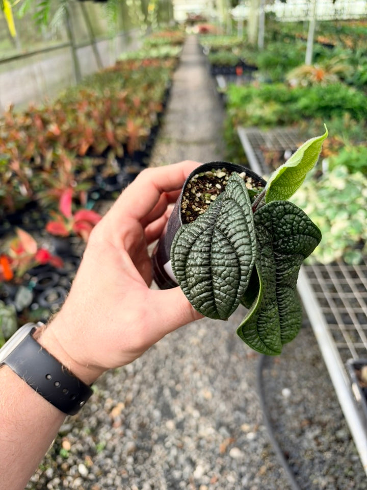 Handpicked #94 - Piper Parmatum
