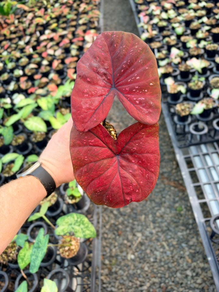 Handpicked #90 - Caladium Bicolor - NOID