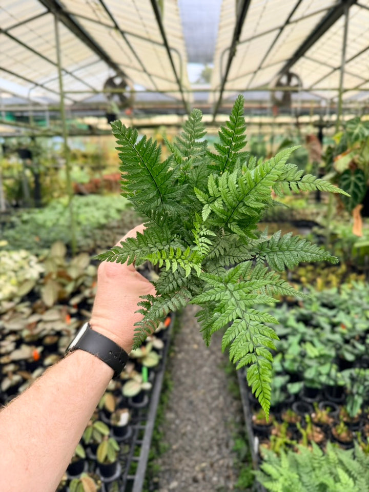 Polystichum Tsussimense - Korean Rock Fern
