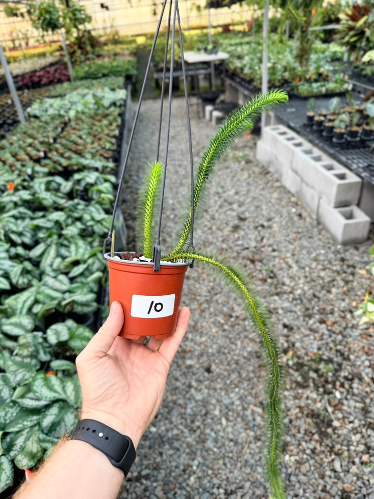 Handpicked #10 - Phlegmariurus squarrosus [Huperzia Squarrosa] - Thailand Large Rock Tassel Fern