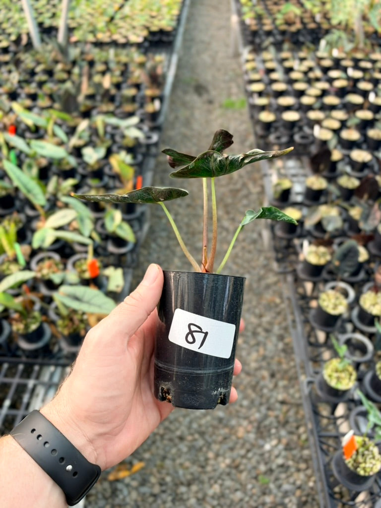 Handpicked #81 - Alocasia Loco
