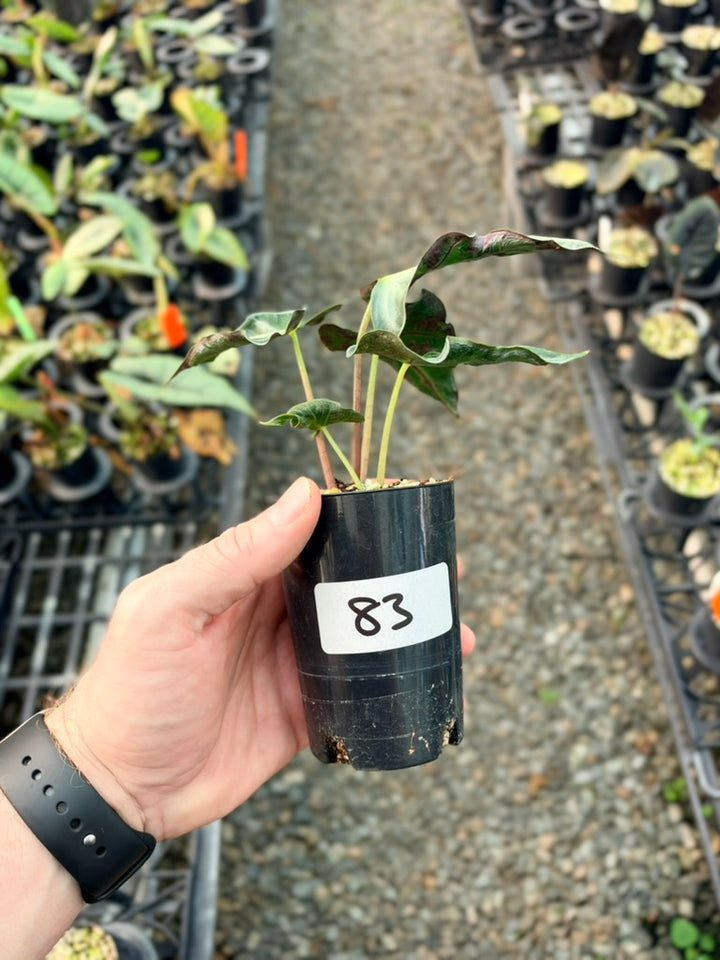 Handpicked #83 - Alocasia Loco