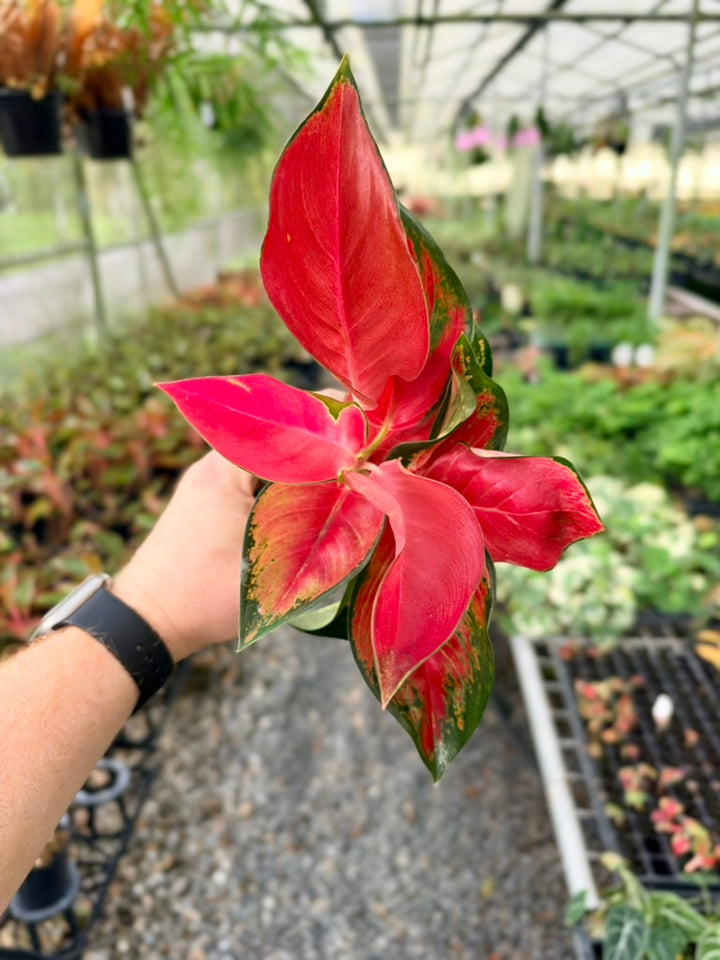 Aglaonema Commutatum - Suksom Jaipong