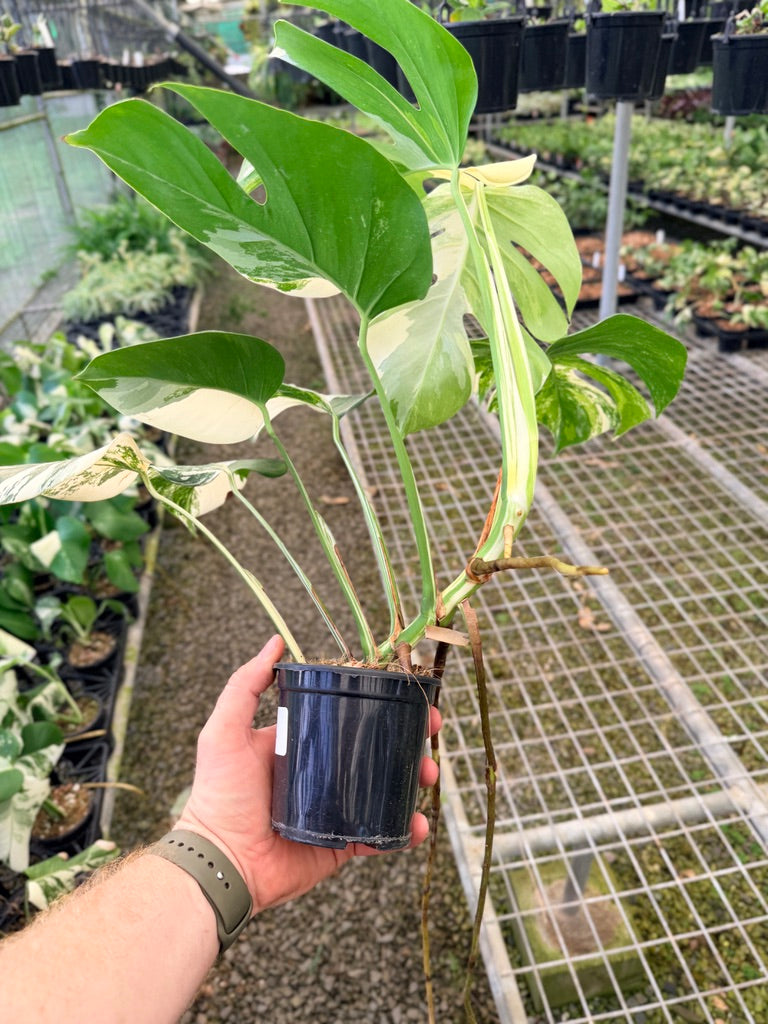 Handpicked #132 - Monstera Deliciosa Borsigiana Variegated Albo