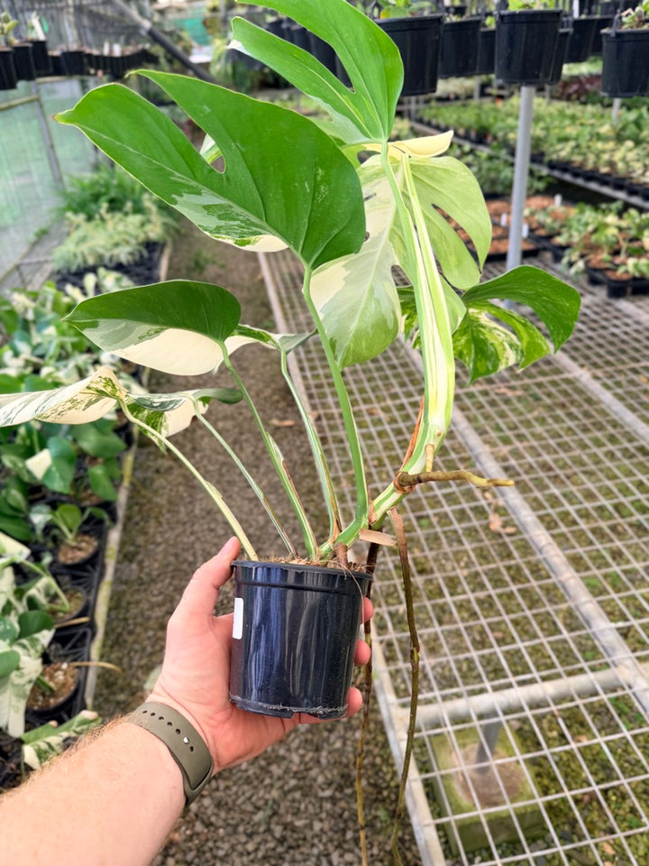 Handpicked #132 - Monstera Deliciosa Borsigiana Variegated Albo