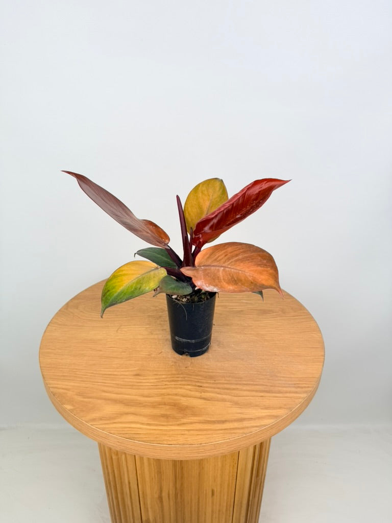 Philodendron Erubescens - Mccolley's Finale