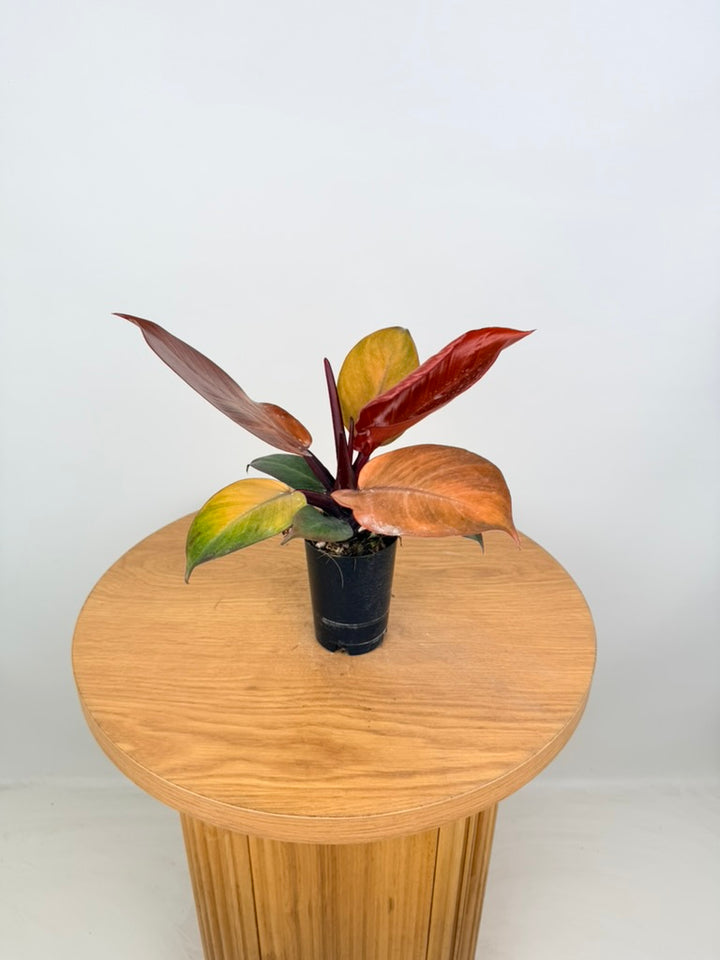 Philodendron Erubescens - Mccolley's Finale