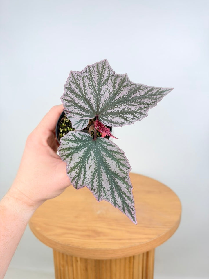 Begonia Pink Minx