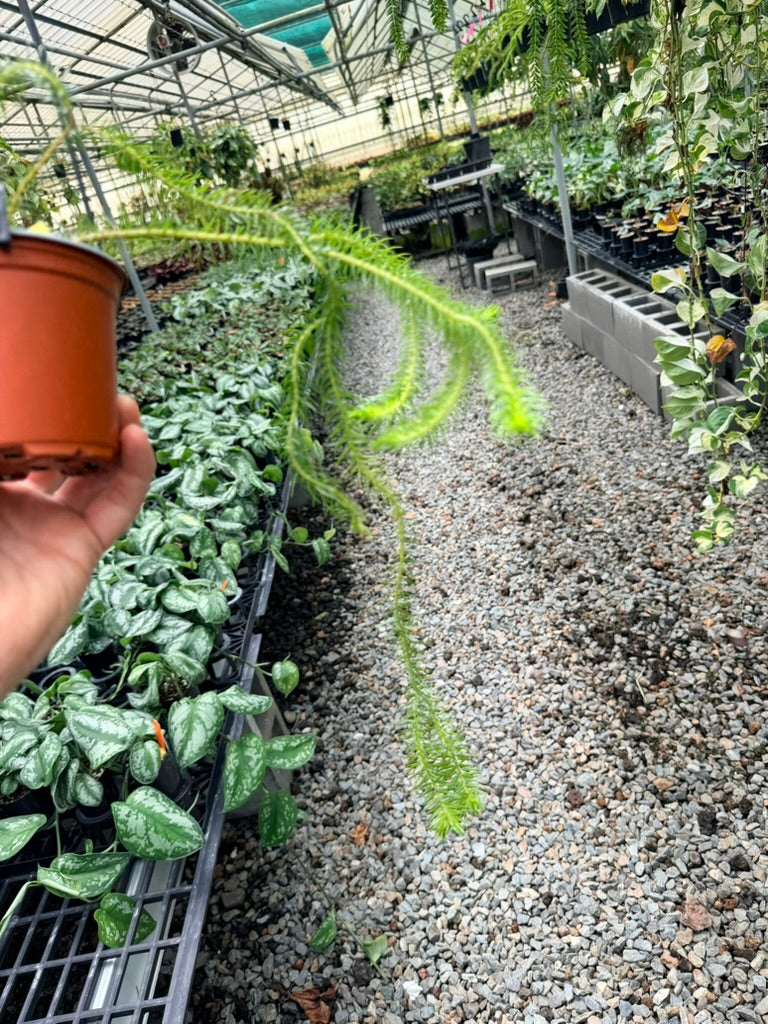 Handpicked #37 - Phlegmariurus squarrosus [Huperzia Squarrosa] - QLD Fine Rock Tassel Fern