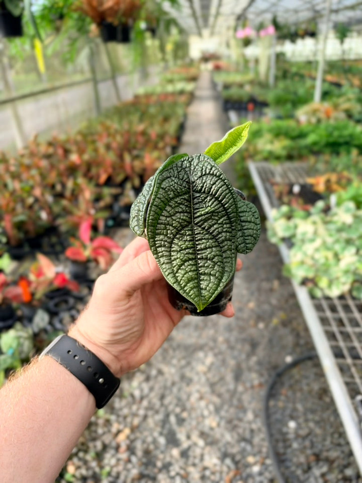 Handpicked #94 - Piper Parmatum