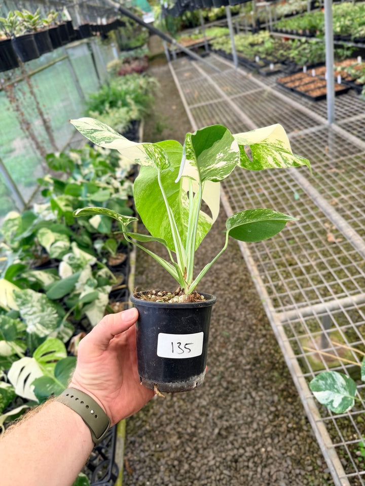 Handpicked #135 - Monstera Deliciosa Borsigiana Variegated Albo
