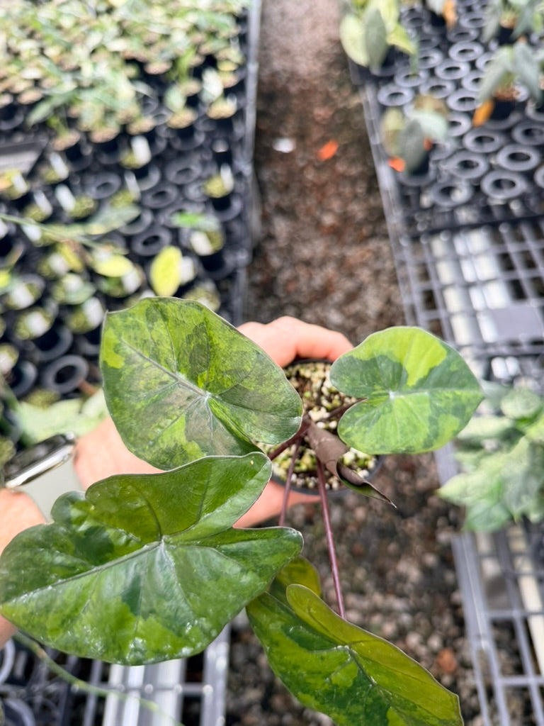 Handpicked #25 - Alocasia Yucatan Princess Variegata