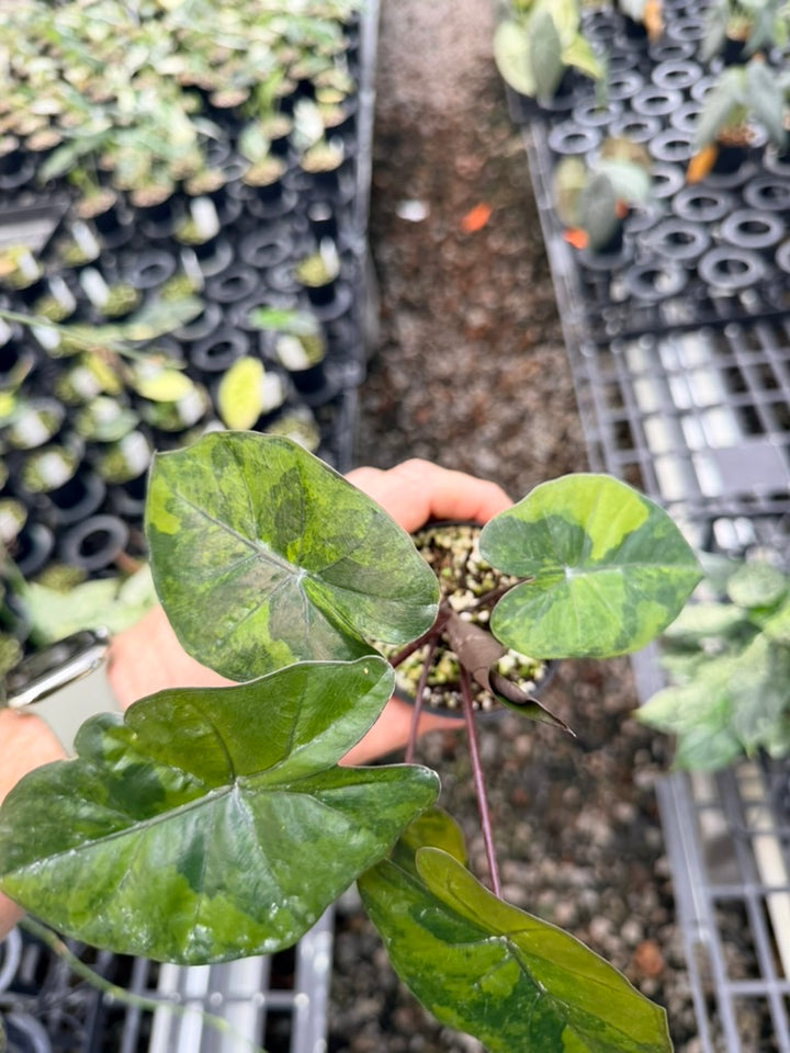 Handpicked #25 - Alocasia Yucatan Princess Variegata