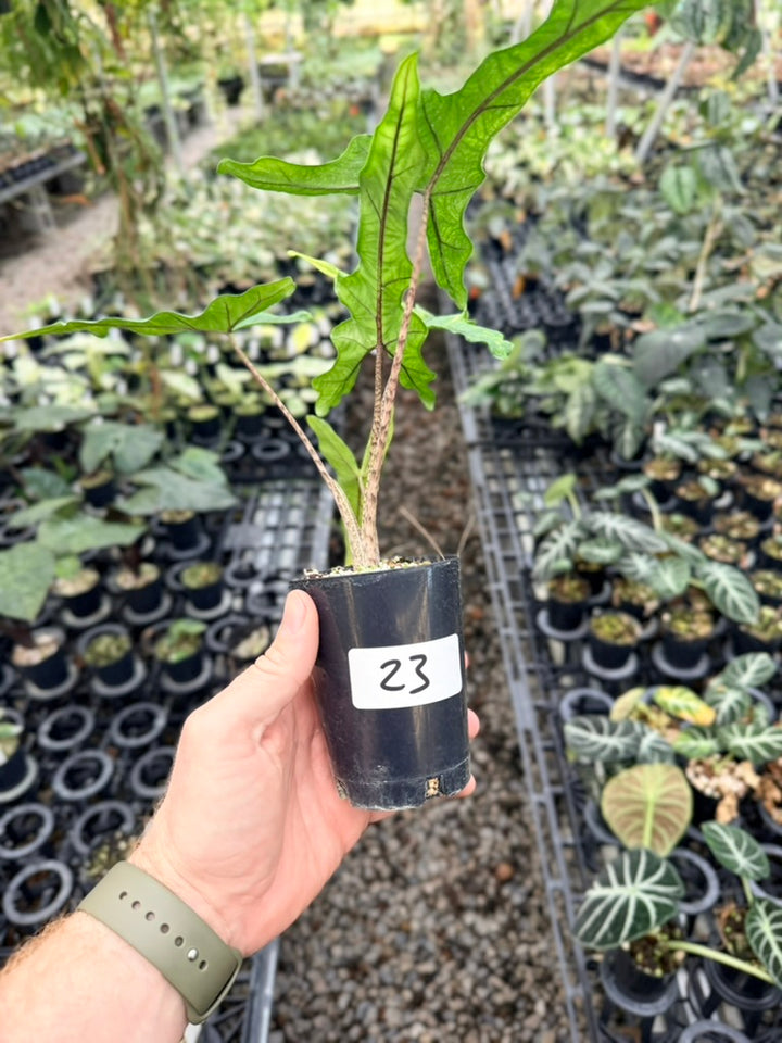 Handpicked #23 - Alocasia sp Sulewasi 'Sabrina Narrow' - Aurea Variegata