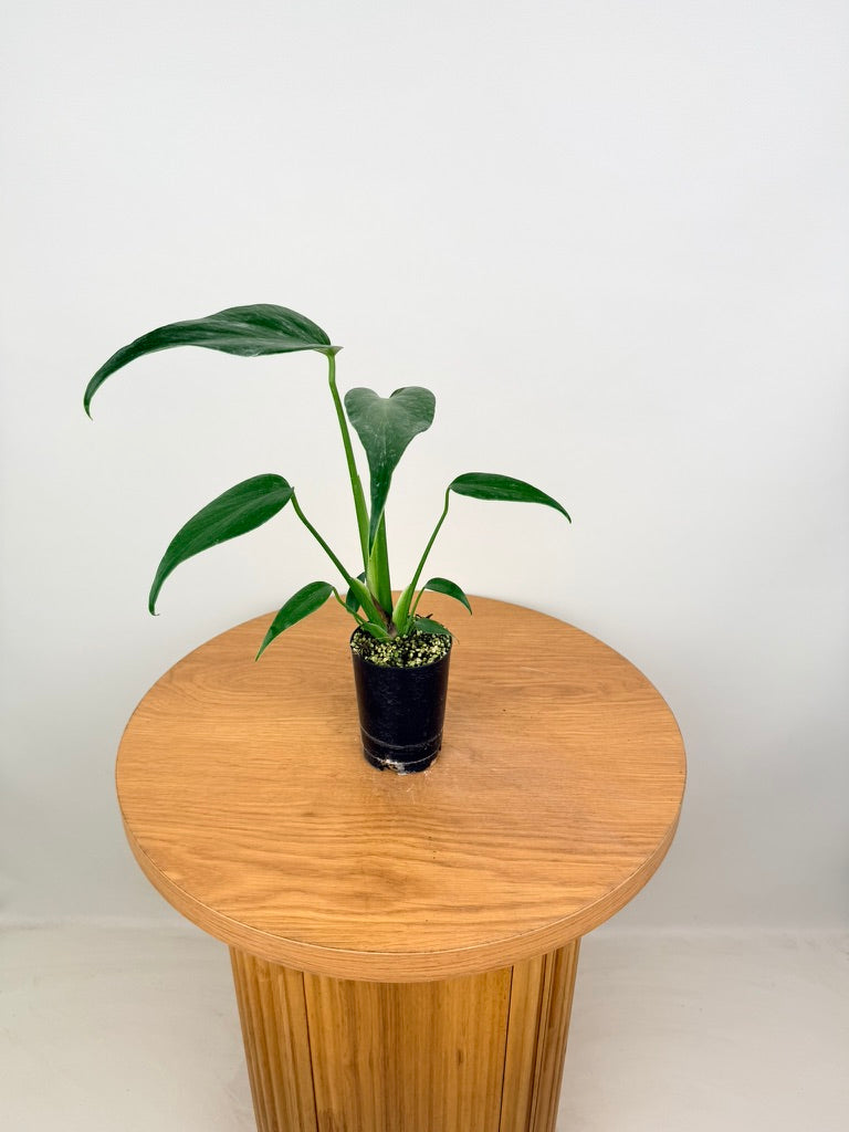 Monstera Burle Marx Flame