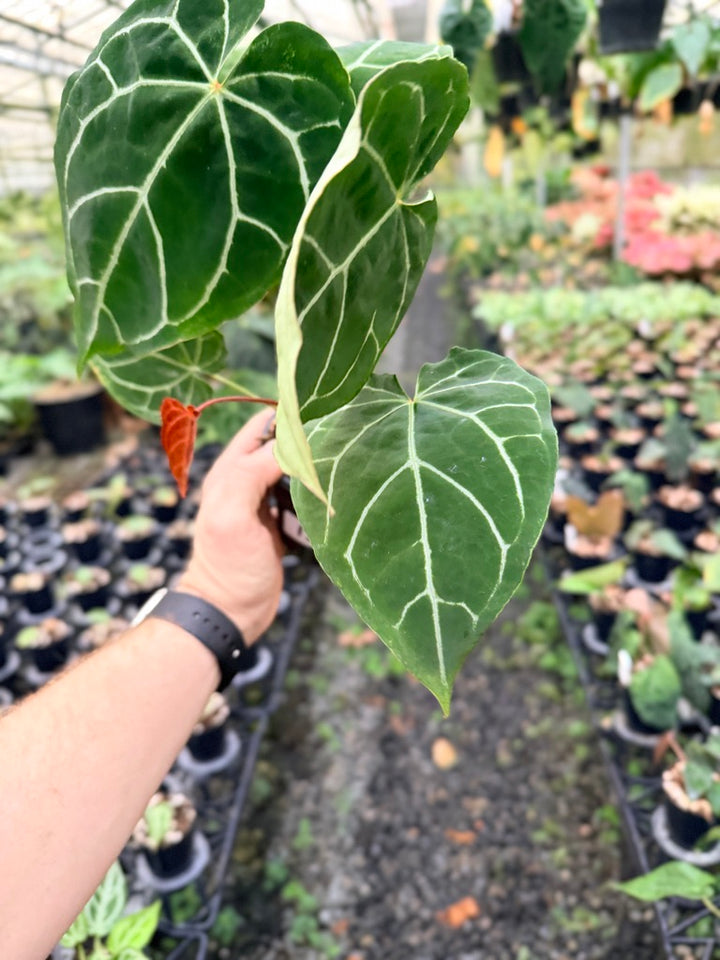 Handpicked #132 -  Anthurium Crystallinum - Multi Headed