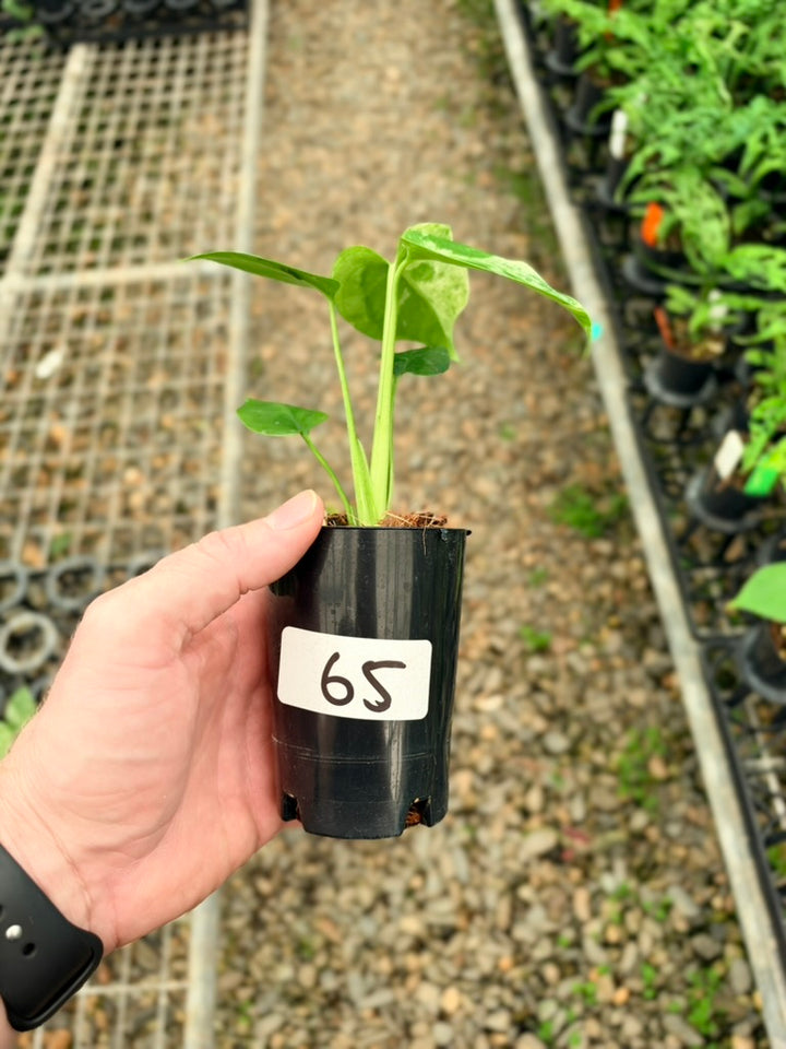 Handpicked #65 - Monstera Deliciosa - Bulbasaur