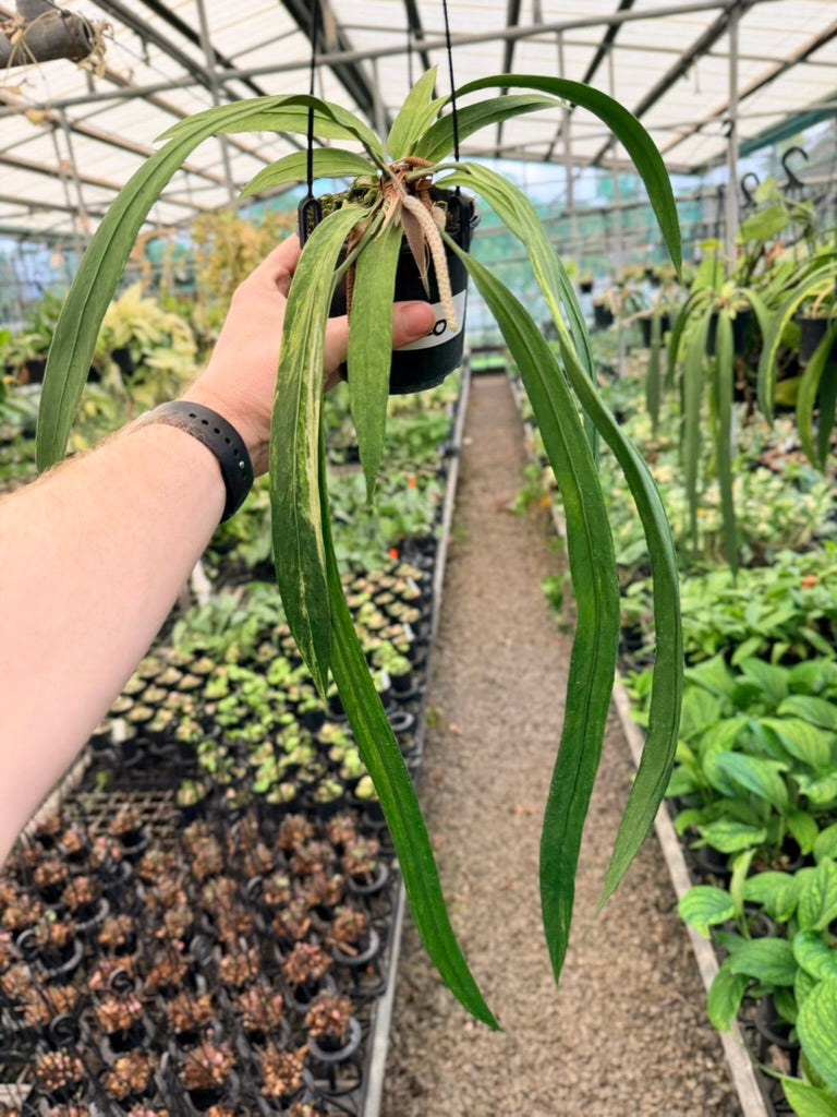 Handpicked #20 - Anthurium Vittariifolium Variegata