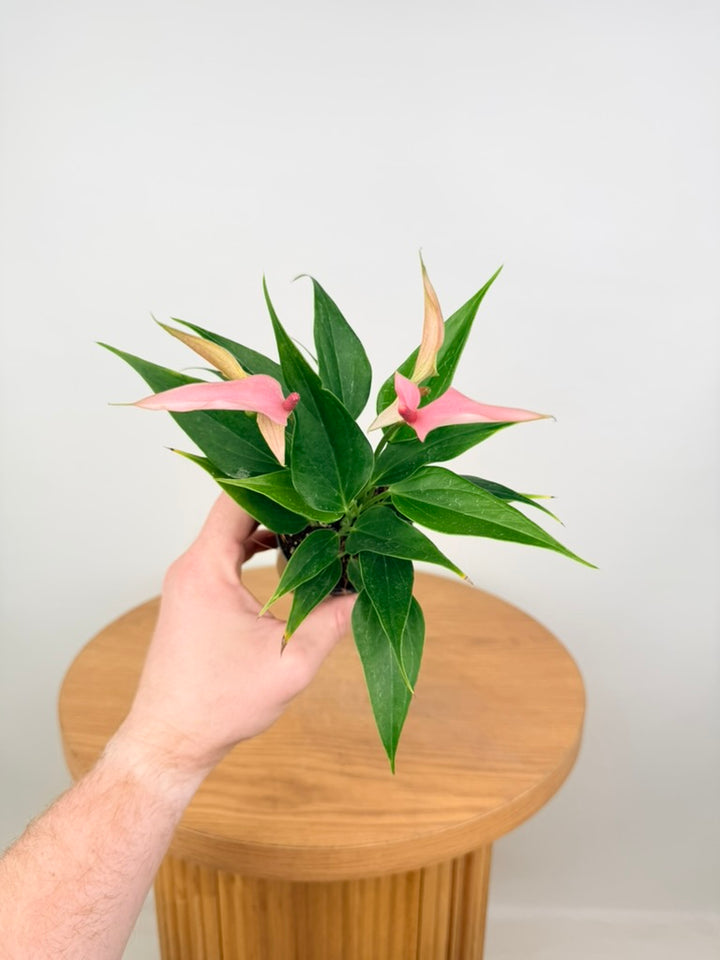 Anthurium Andraeanum - Lilli [Pink Flower]
