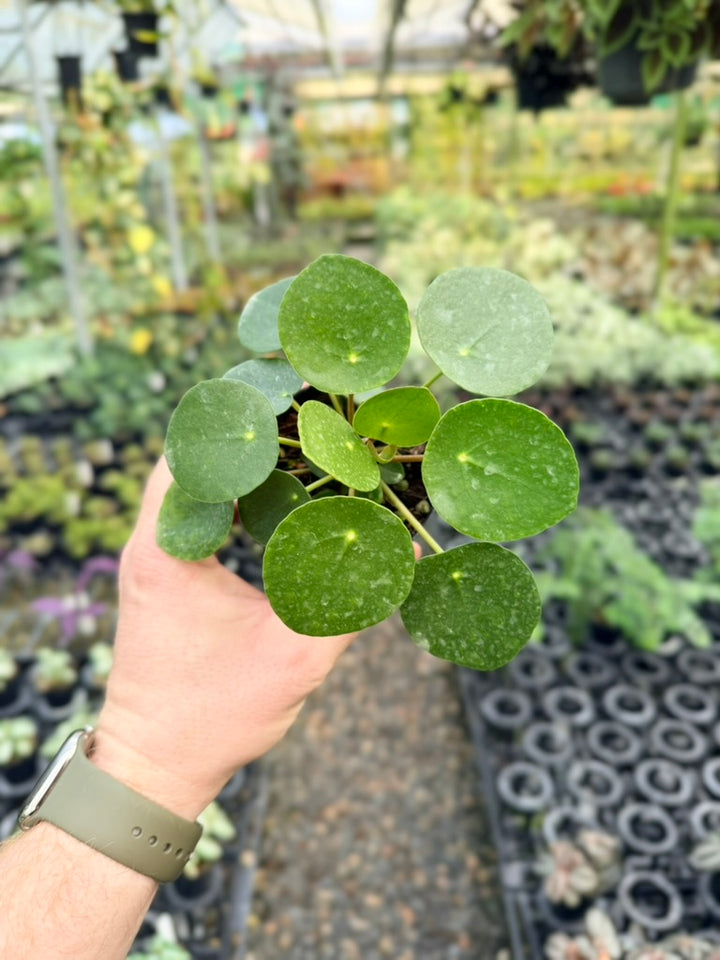 Pilea Peperomioides