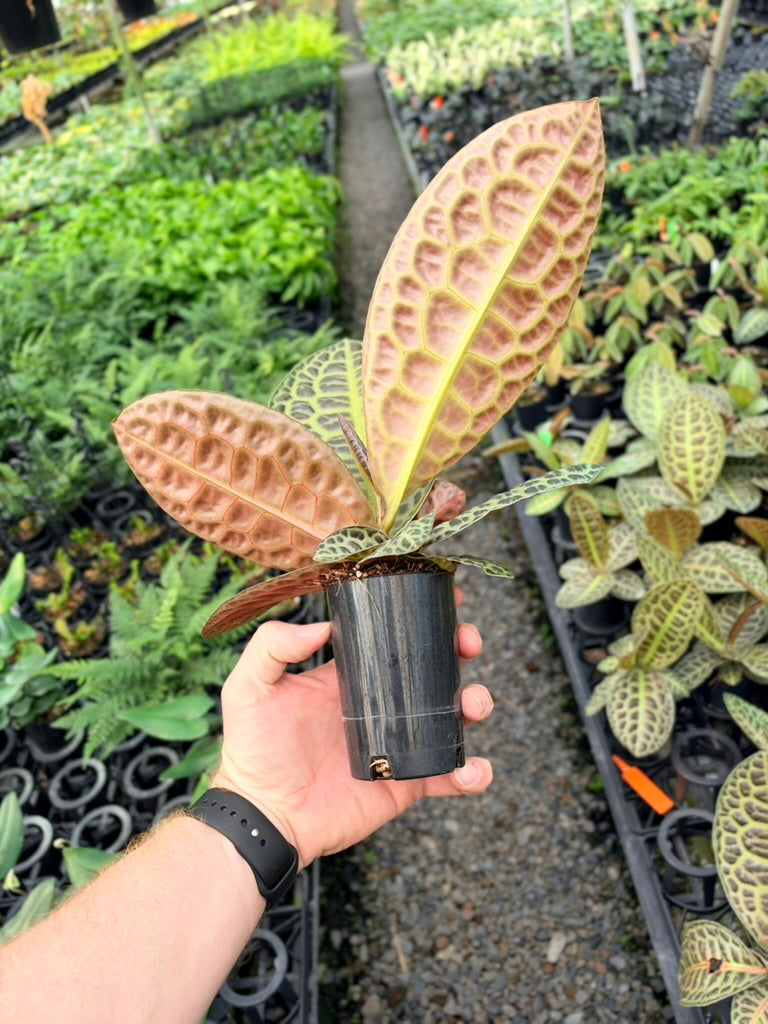 Handpicked #98 - Labisia Beccarii - Turtleback