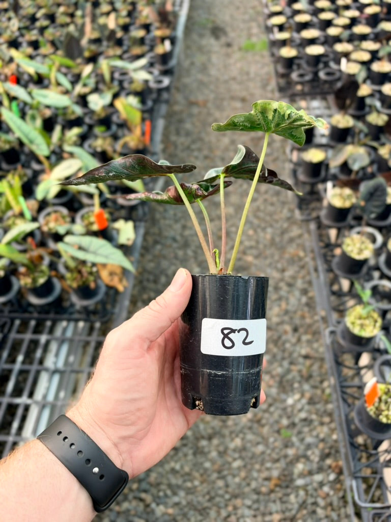 Handpicked #82 - Alocasia Loco