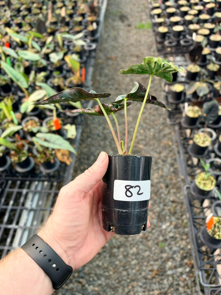 Handpicked #82 - Alocasia Loco