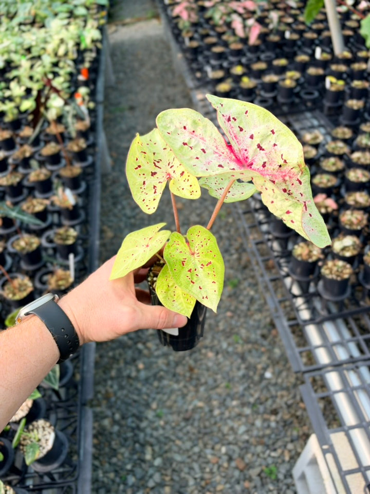 Handpicked #86 - Caladium Bicolor - Miss Muffet