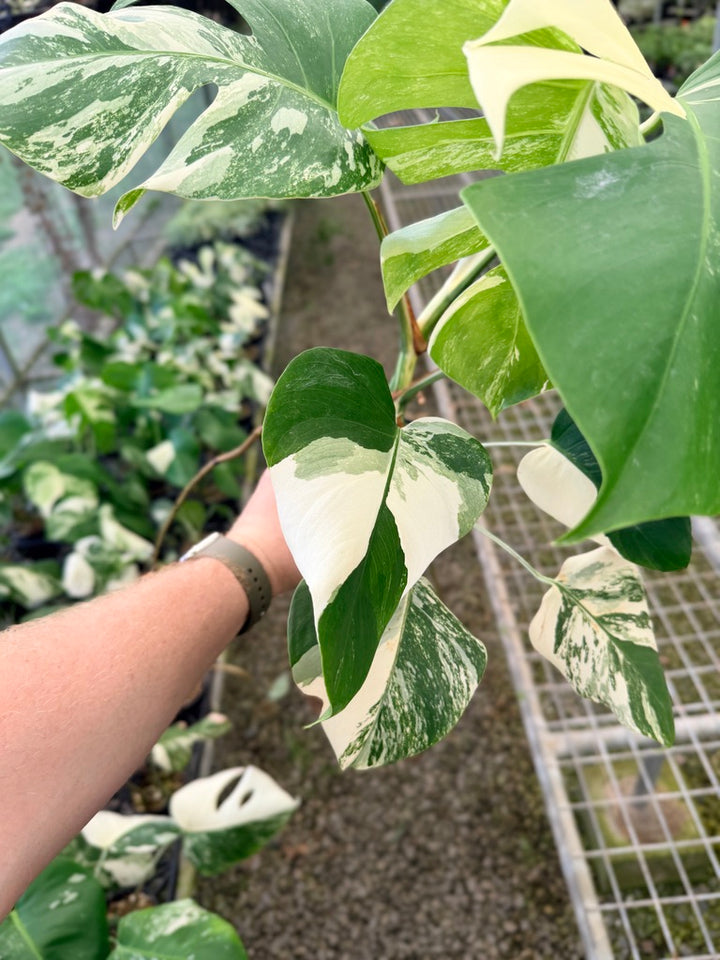 Handpicked #132 - Monstera Deliciosa Borsigiana Variegated Albo