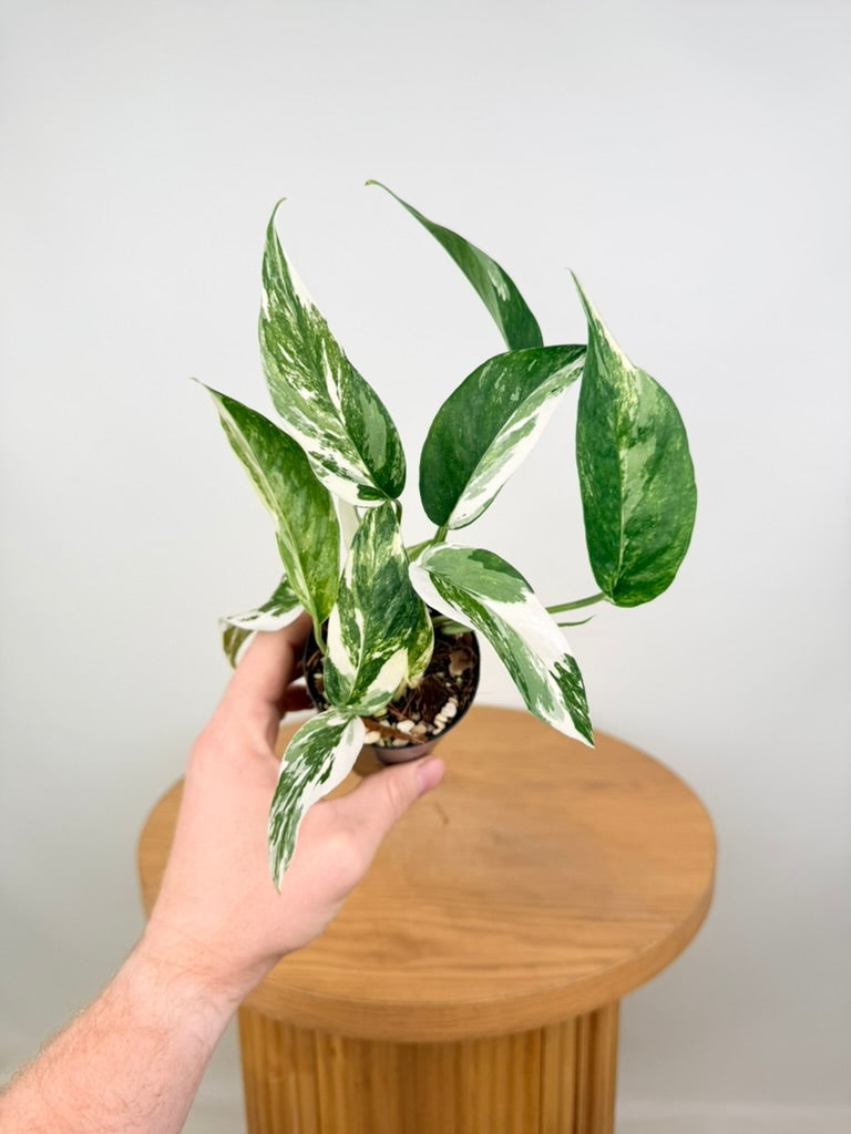 Epipremnum Pinnatum - Variegata Albo