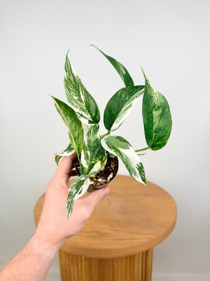 Epipremnum Pinnatum - Variegata Albo