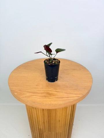 Syngonium Erythrophyllum